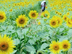 写真１