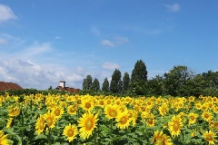 写真１