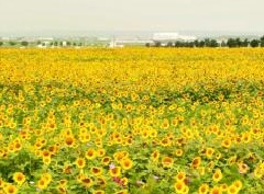 写真１