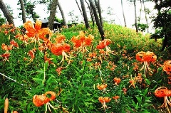 写真１