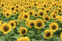 写真１