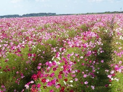 写真１