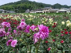 宝塚ダリア園 近畿エリア おでかけガイド Jrおでかけネット