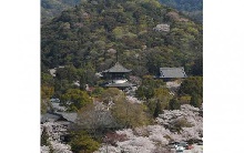 和歌山県植物公園緑花センターの桜 近畿エリア おでかけガイド Jrおでかけネット