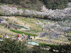 和歌山県植物公園緑花センターの桜 近畿エリア おでかけガイド Jrおでかけネット
