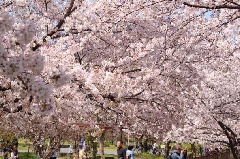 花博記念公園鶴見緑地の桜 近畿エリア おでかけガイド Jrおでかけネット