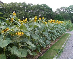 京都府立植物園のヒマワリ 近畿エリア おでかけガイド Jrおでかけネット