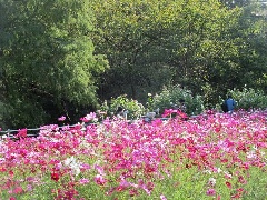 和歌山県植物公園緑花センターのコスモス 近畿エリア おでかけガイド Jrおでかけネット