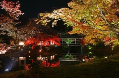 高台寺 秋の夜間特別拝観 近畿エリア おでかけガイド Jrおでかけネット