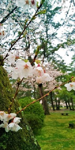 出雲大社神苑の桜 中国エリア おでかけガイド Jrおでかけネット