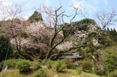 東山代の明星桜 九州エリア おでかけガイド Jrおでかけネット