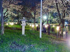 平野神社ライトアップ 近畿エリア おでかけガイド Jrおでかけネット