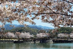 香川県立亀鶴公園の桜 四国エリア おでかけガイド Jrおでかけネット