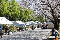 春の木市 九州エリア おでかけガイド Jrおでかけネット