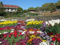 和歌山県植物公園緑花センターのチューリップ 近畿エリア おでかけガイド Jrおでかけネット