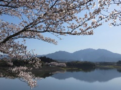 日野川ダムの桜 近畿エリア おでかけガイド Jrおでかけネット