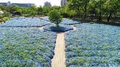 長居植物園ネモフィラフェア 近畿エリア おでかけガイド Jrおでかけネット