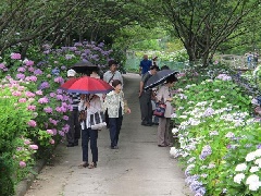 和歌山県植物公園緑花センターのあじさい 近畿エリア おでかけガイド Jrおでかけネット