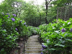 長野公園のアジサイ 近畿エリア おでかけガイド Jrおでかけネット