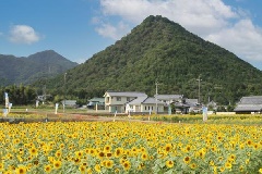 市川町のひまわり畑 近畿エリア おでかけガイド Jrおでかけネット