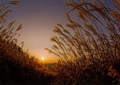 岩湧山のすすき 近畿エリア おでかけガイド Jrおでかけネット