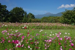 秋 コスモスの花フェスタ 東京 中部エリア おでかけガイド Jrおでかけネット