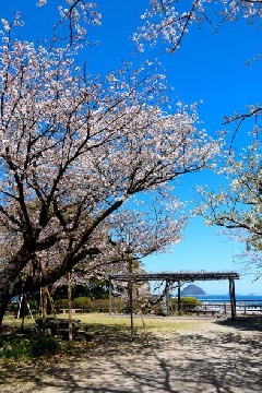 臼杵城址桜まつり：九州エリア | おでかけガイド：JRおでかけネット