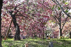 花のまわりみち～八重桜イン広島～：中国エリア | おでかけガイド：JR