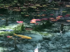 【モネの池】 モネの池