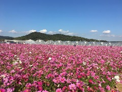 ときわ公園：中国エリア | おでかけガイド：JRおでかけネット