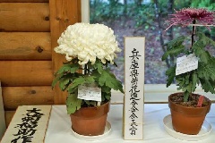 【定本　菊花大観/全日本菊花連盟】株式会社：主婦の友社 定本 菊花大観/全日本菊花連盟 株式会社：主婦の友社 - メルカリ