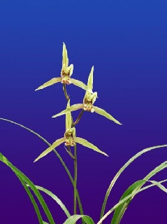 寒蘭展：近畿エリア | おでかけガイド：JRおでかけネット