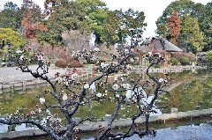 梅宮大社神苑の梅林：近畿エリア | おでかけガイド：JRおでかけネット