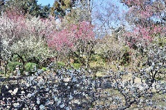 梅宮大社神苑の梅林：近畿エリア | おでかけガイド：JRおでかけネット
