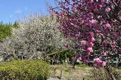 神苑梅林 梅宮大社神苑の梅林：近畿エリア | おでかけガイド：JRおでかけネット