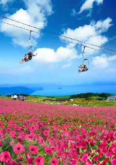 びわこ箱館山 ペチュニアのお花畑 コキアパーク 近畿エリア おでかけガイド Jrおでかけネット