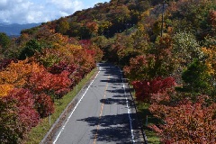 茶臼山高原の紅葉まつり 東京 中部エリア おでかけガイド Jrおでかけネット