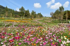 淡路島 国営明石海峡公園 秋のカーニバル 近畿エリア おでかけガイド Jrおでかけネット