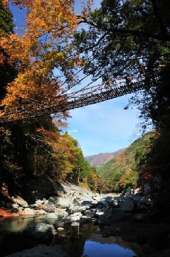 祖谷のかずら橋の紅葉 四国エリア おでかけガイド Jrおでかけネット