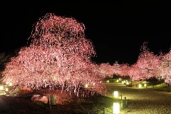 鈴鹿の森庭園 しだれ梅まつり 東京 中部エリア おでかけガイド Jrおでかけネット