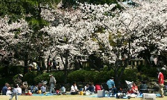 清洲公園の桜 東京 中部エリア おでかけガイド Jrおでかけネット