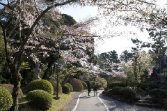 成田山公園の桜 東京 中部エリア おでかけガイド Jrおでかけネット