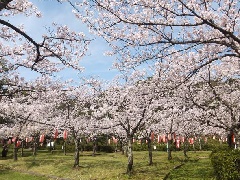 西田梅林の梅 北陸エリア おでかけガイド Jrおでかけネット