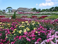 かのやばら園 霧島ケ丘公園 九州エリア おでかけガイド Jrおでかけネット