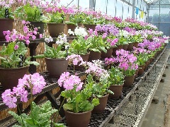 くらしの植物苑特別企画 伝統の桜草 東京 中部エリア おでかけガイド Jrおでかけネット くらしの植物苑特別企画 伝統の桜草 東京 中部エリア おでかけガイド Jrおでかけネット