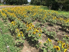 熊谷スポーツ文化公園のひまわり 東京 中部エリア おでかけガイド Jrおでかけネット 熊谷スポーツ文化公園のひまわり 東京 中部エリア おでかけガイド Jrおでかけネット