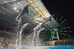 名古屋港水族館 サマーナイトアクアリウム 東京 中部エリア おでかけガイド Jrおでかけネット