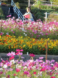 和歌山県植物公園緑花センターのコスモス 近畿エリア おでかけガイド Jrおでかけネット