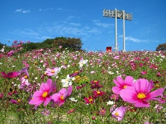 神戸総合運動公園 コスモスの開花 近畿エリア おでかけガイド Jrおでかけネット