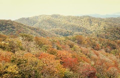 びわ湖バレイの紅葉 近畿エリア おでかけガイド Jrおでかけネット